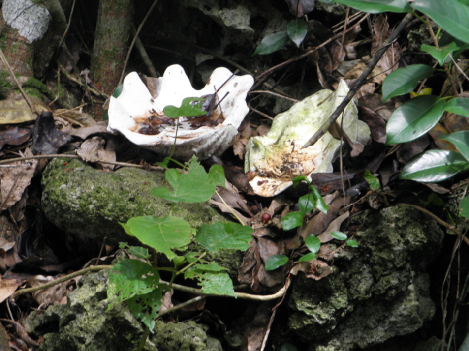 X̒ɂ́Aڂn̋Cオp[X|bg݂AÂqݏꏊƂȂĂBVRKCāAqAqɉhĂB