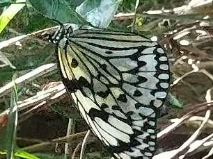 n^[o̐X͐ΊD̎RBAJyL̐AɕĂB{ő̒AuIIS}_v͌AzECJK~ɗYށBU͒ԁB