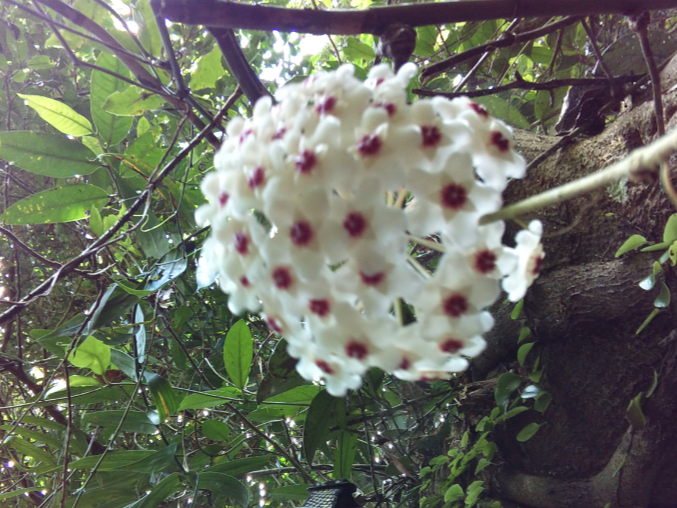 ʐ^̓TNAԂ邱Ƃ͂߂ɂȂBn^[o̐X͔MѐAɕUB