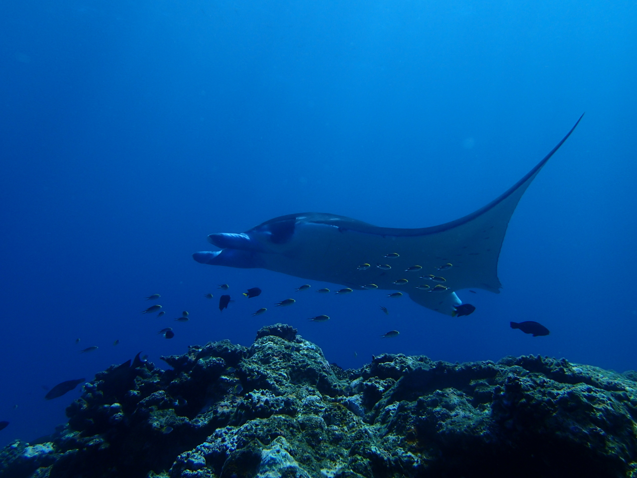 沖縄 石垣島 マンタに会いに行く 体験ダイビング半日コース 午前 午後 ダイビングベース石垣島 じゃらん遊び体験