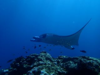 沖縄 石垣島 マンタに会いに行く 体験ダイビング半日コース 午前 午後 ダイビングベース石垣島 じゃらん遊び体験
