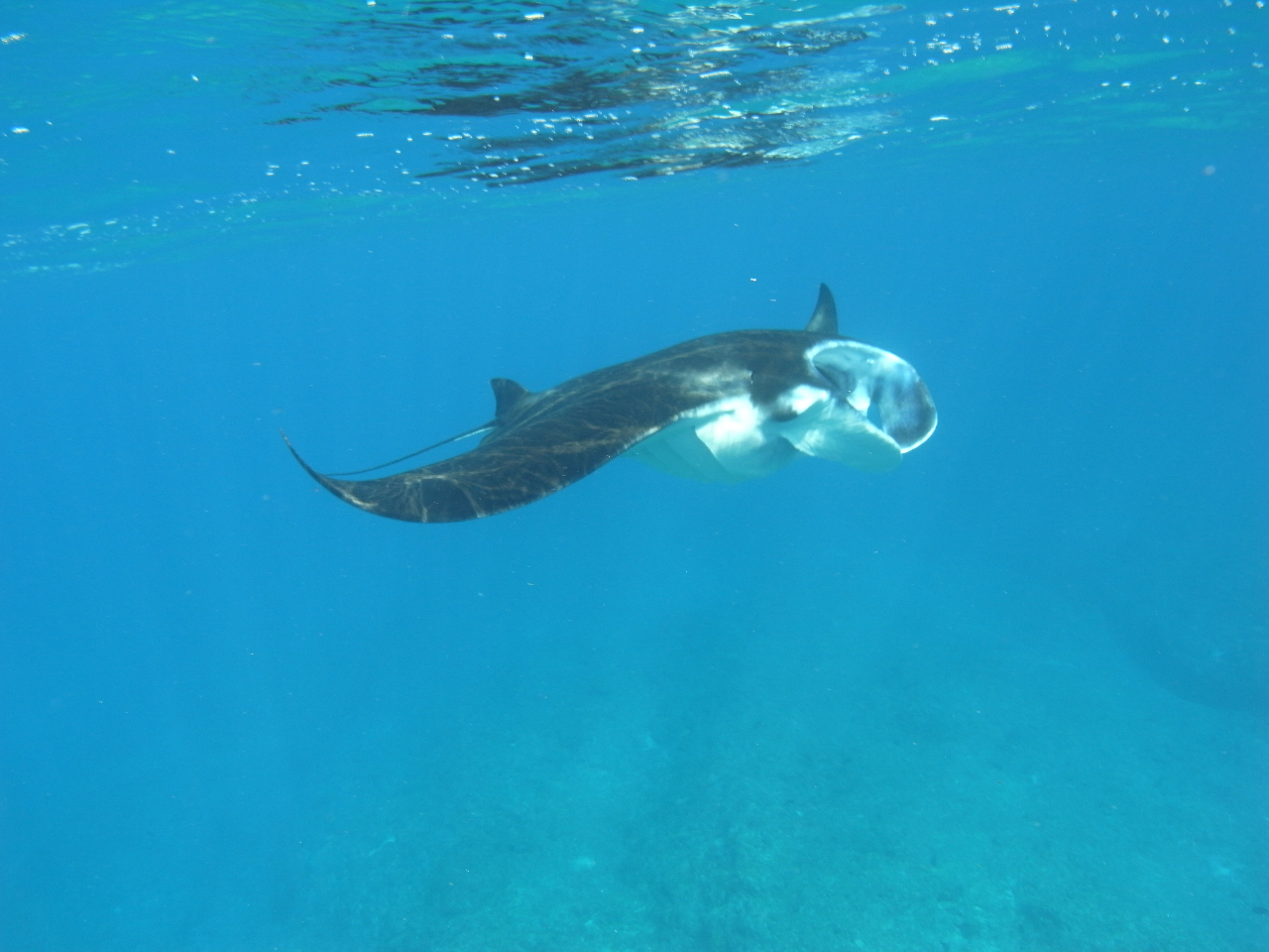 マンタシュノーケリング