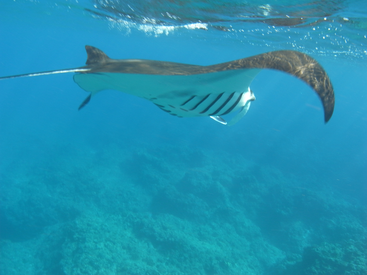 マンタシュノーケリング