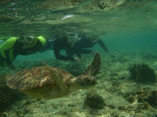 ウミガメといっしょにシュノーヶリング