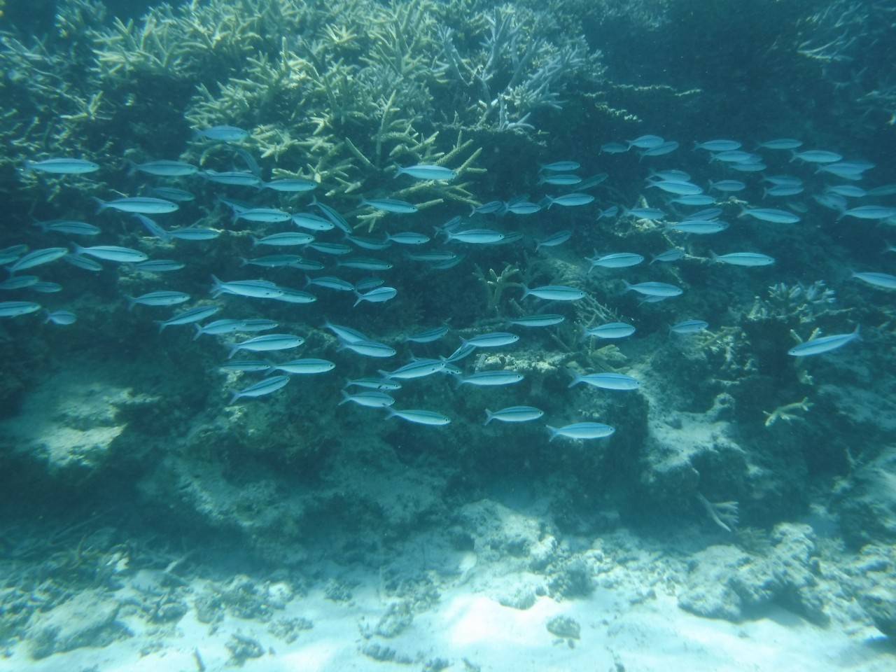 �T���S�ʂ��V���m�[�P�����O�Ŗ��i��