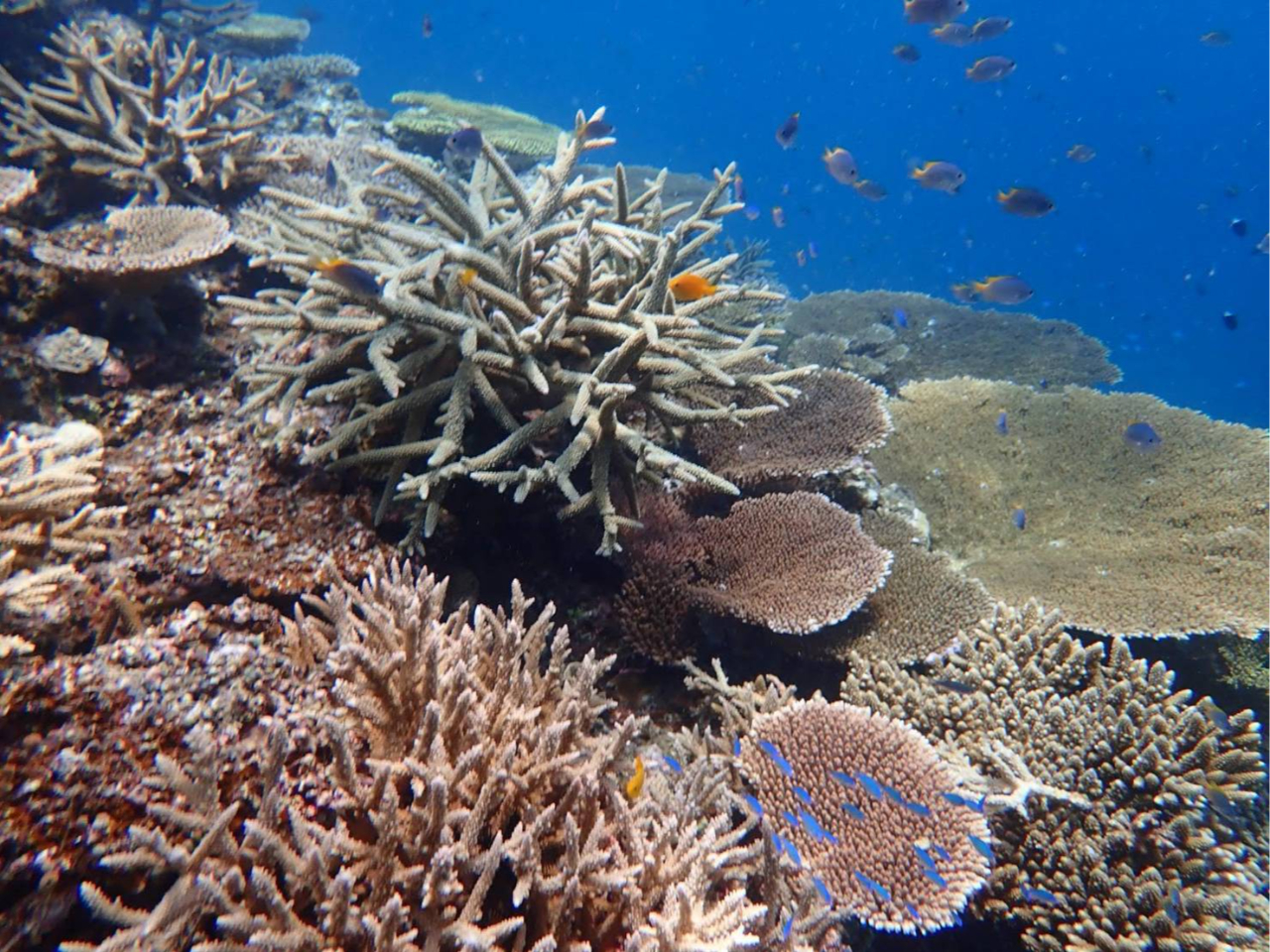 サンゴ礁をシュノーケリングで満喫☆