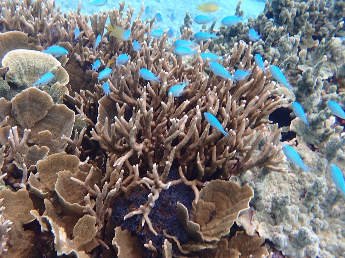 �T���S�ʂ��V���m�[�P�����O�Ŗ��i��