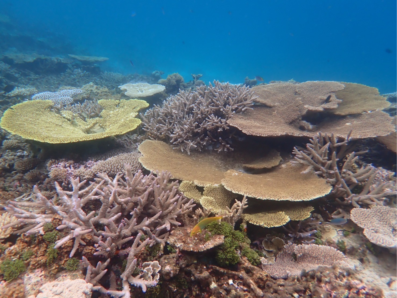 �T���S�ʂ��V���m�[�P�����O�Ŗ��i��