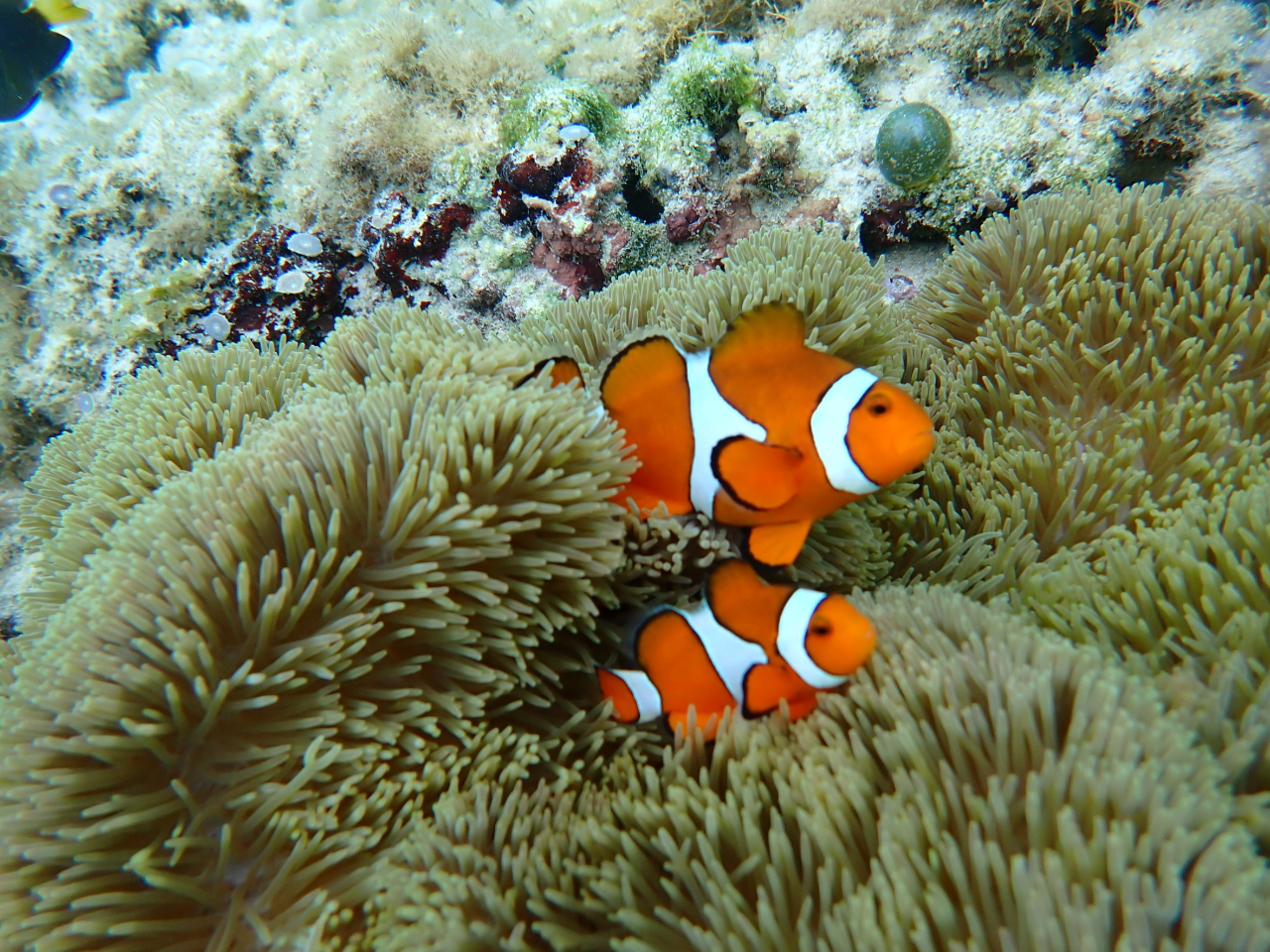 カクレクマノミ!ニモにも会えるかも!