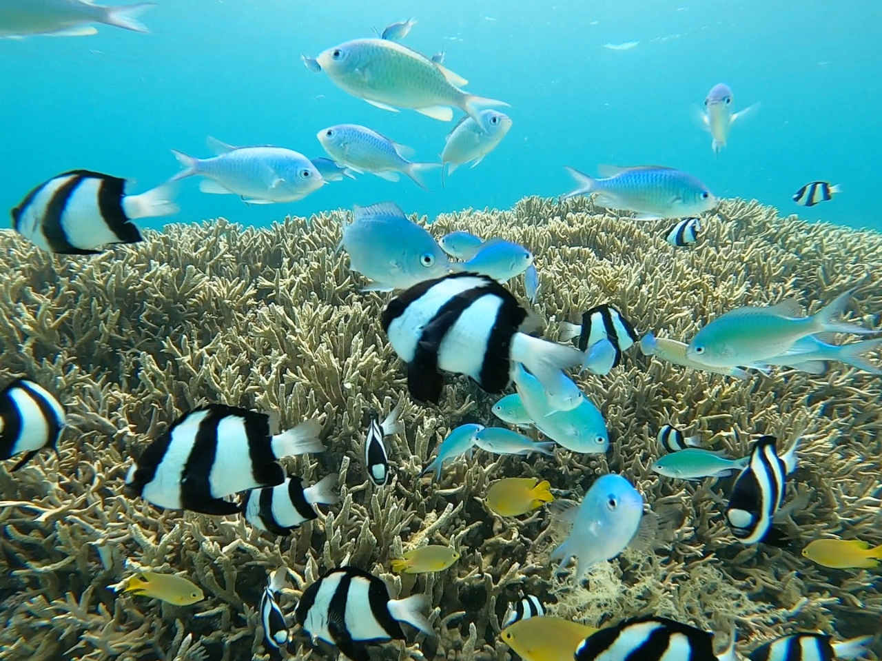 サンゴと魚に囲まれてみませんか〜!