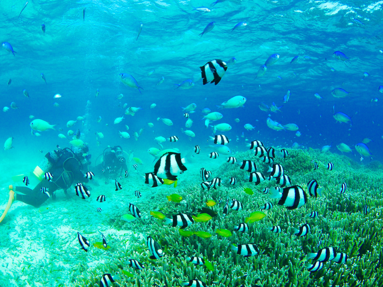 浅い水深でサンゴや魚がみられます