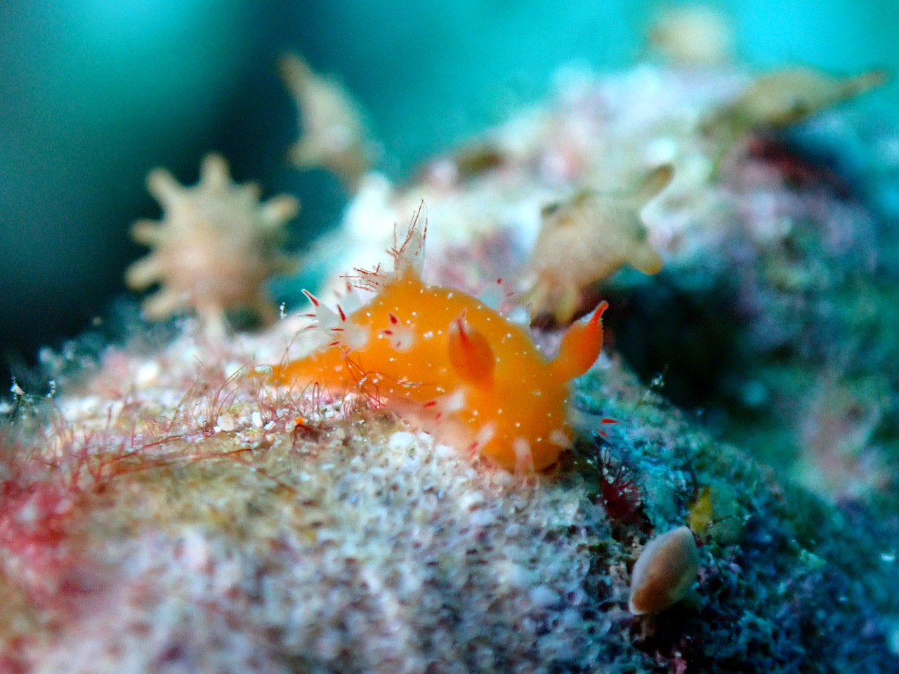 �J�����h���A�����Ł`�I�`�[���������āA����܂���`�I