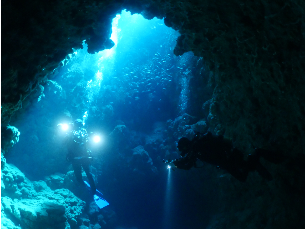 �l�C�̖����̋{�a�B���C���̃z�[���u�{�a�v