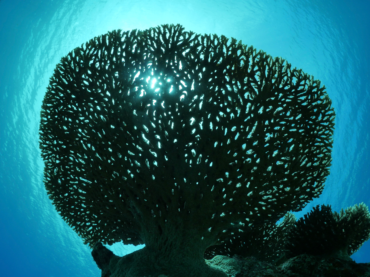 美しいサンゴの群生(伊良部島エリア)