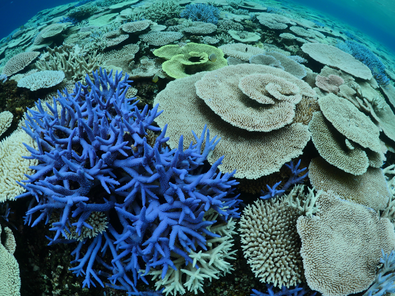 サンゴの群生