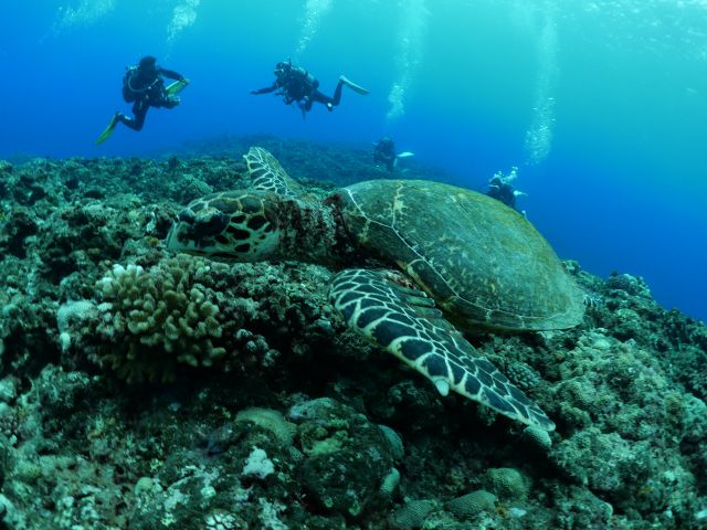 ウミガメとの遭遇