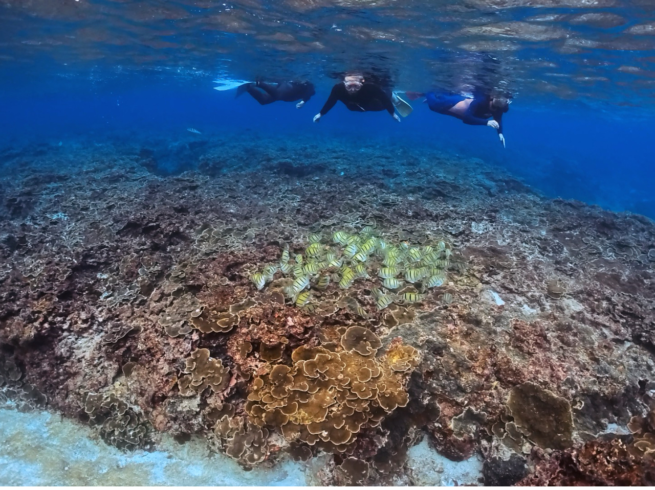 �r�[�`�V���m�[�P���ŃT���S�⃊�[�t�t�B�b�V�����ԋ߂ő̌��ł��܂�