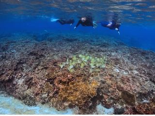 ビーチシュノーケルでサンゴやリーフフィッシュを間近で体験できます