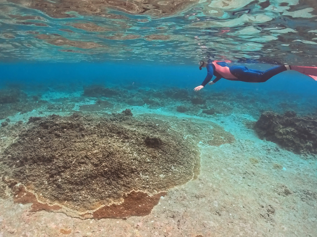 �l�X�ȃT���S�A�^���ȃ~���R�u���[��̌�