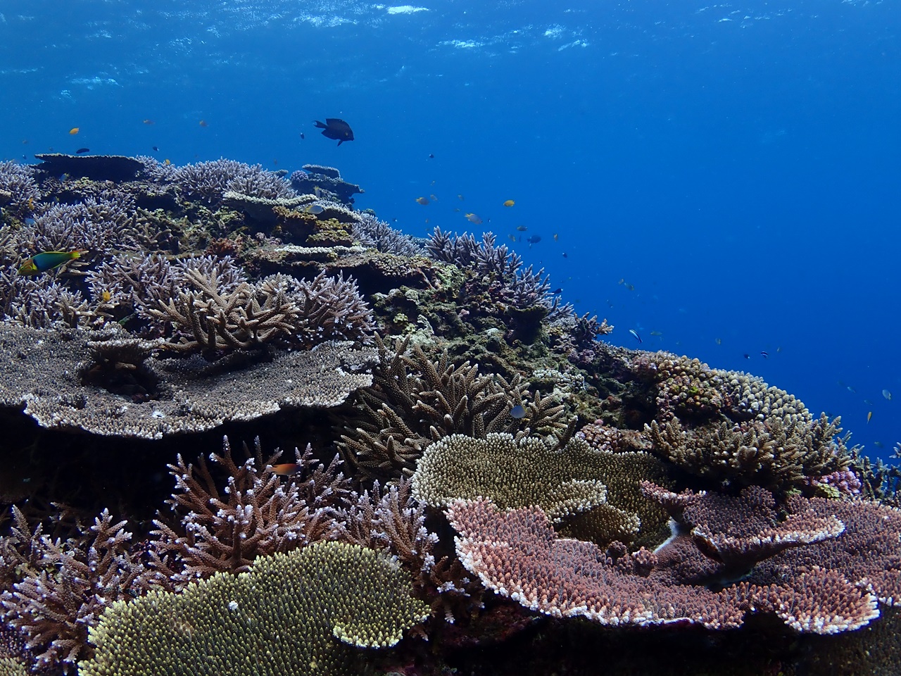 小学生から参加可 大サンゴ礁 八重干瀬 ヤビジ 半日ボートシュノーケル ファミリー 女性同士 カップルに人気 ブルーフォレスト宮古島 じゃらん遊び体験