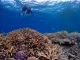 珊瑚の海でのんびりシュノーケル