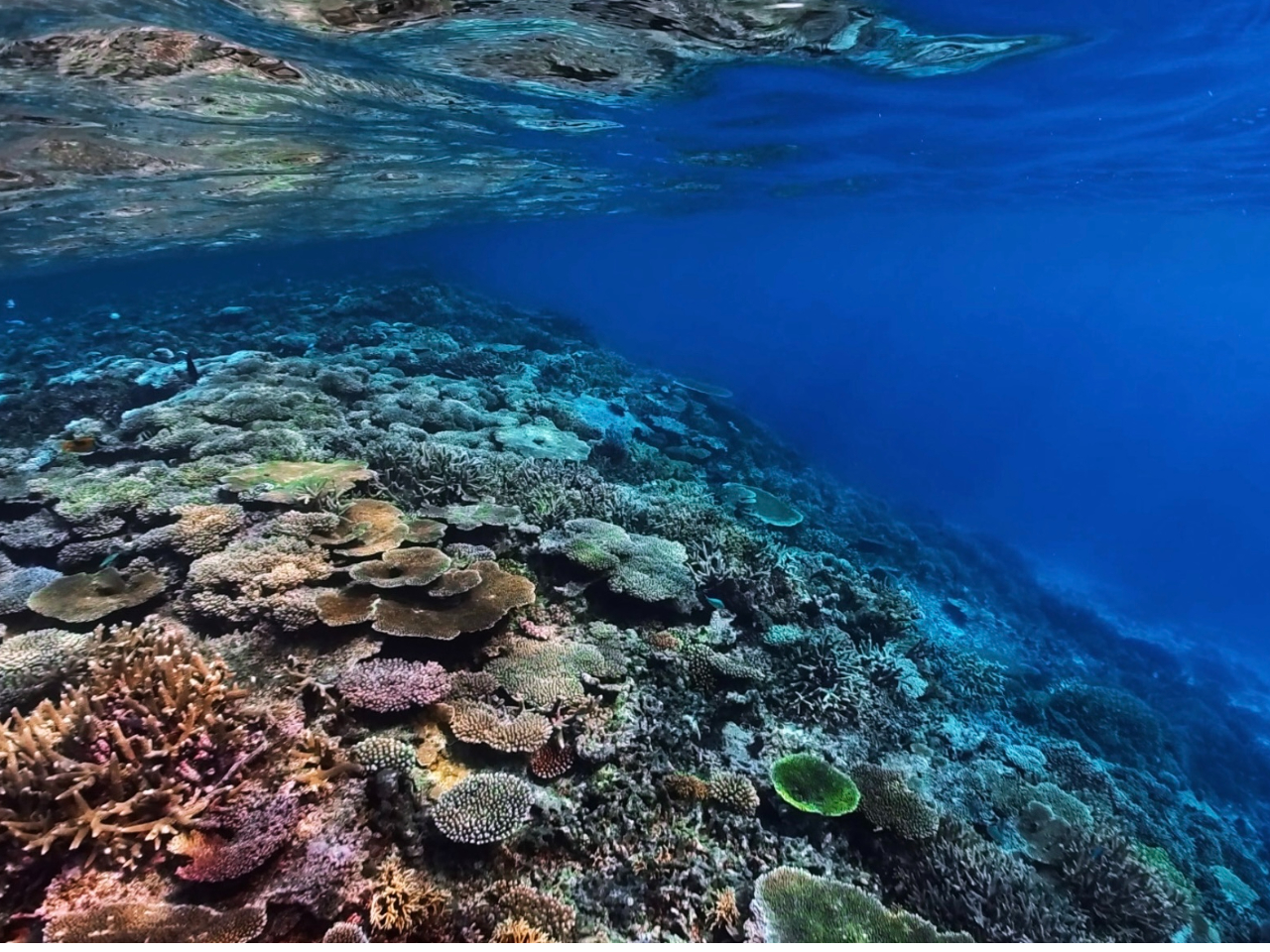 �u���[�t�H���X�g�{�Ó��V���m�[�P���c�A�[���i�P