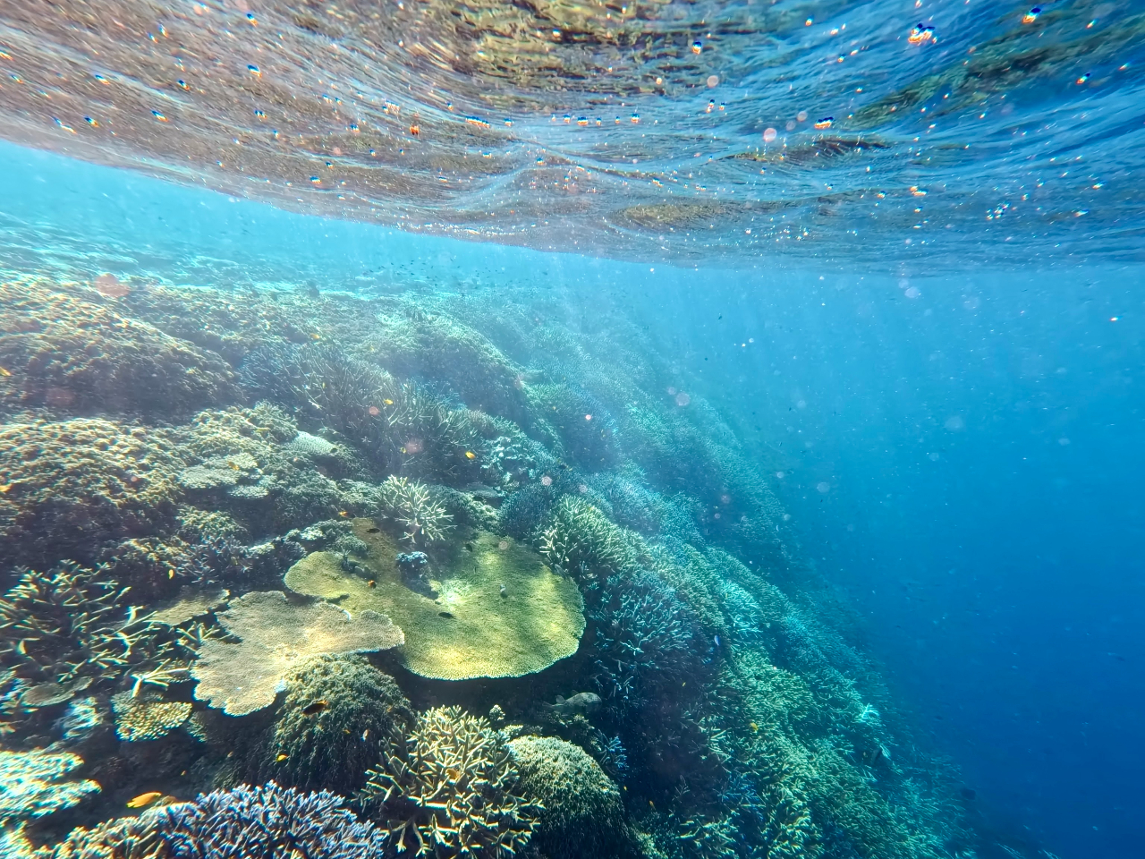 �u���[�t�H���X�g�{�Ó��V���m�[�P���c�A�[���i�Q