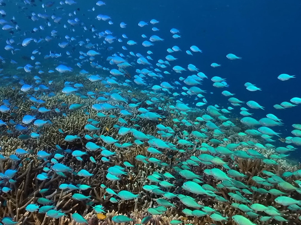 大サンゴ礁【八重干瀬（ヤビジ）】／半日ボートシュノーケル