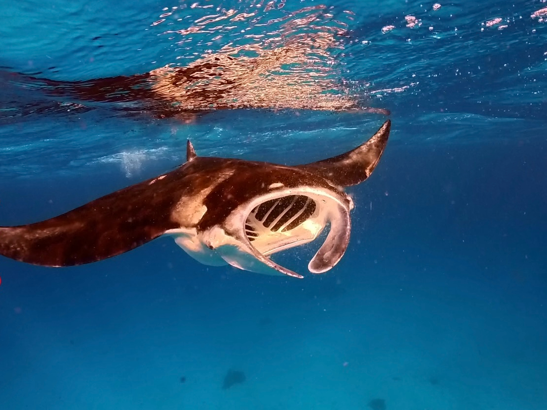 大サンゴ礁【八重干瀬（ヤビジ）】／半日ボートシュノーケル