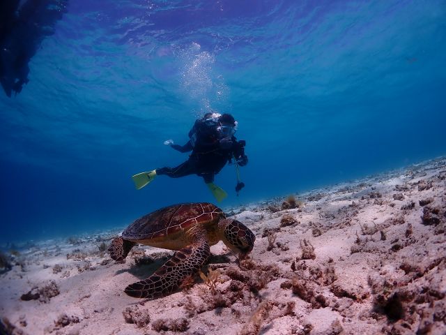 浅場で海草を夢中で食べるカメ