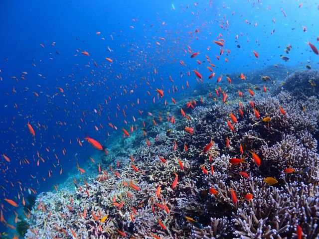 熱帯魚踊る八重干瀬のリーフ