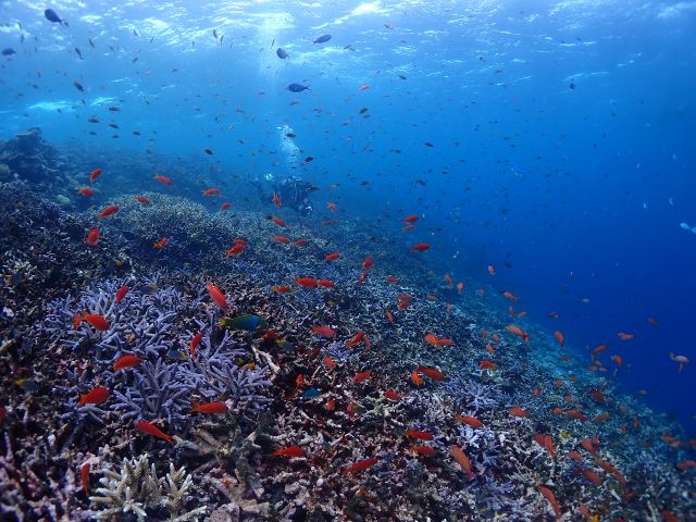 珊瑚礁に地形ポイント、魚影の濃い流れのあるコーナーや穏やかな入江など様々なポイントへ池間島からアプローチ