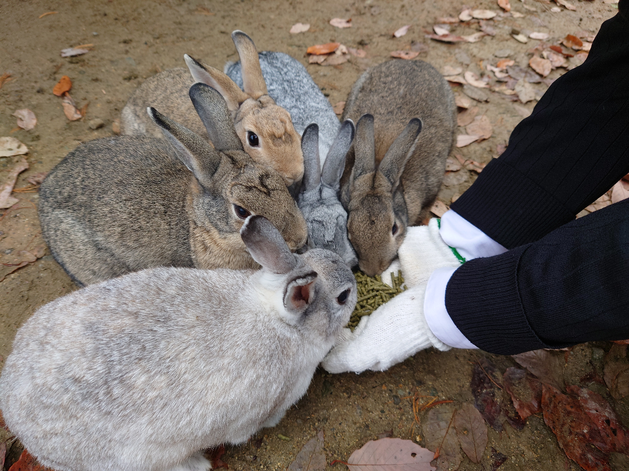 ☆大人料金200円引きでお得☆【まつりの森ミュージアム+世界の昆虫館・【りすと遊...
