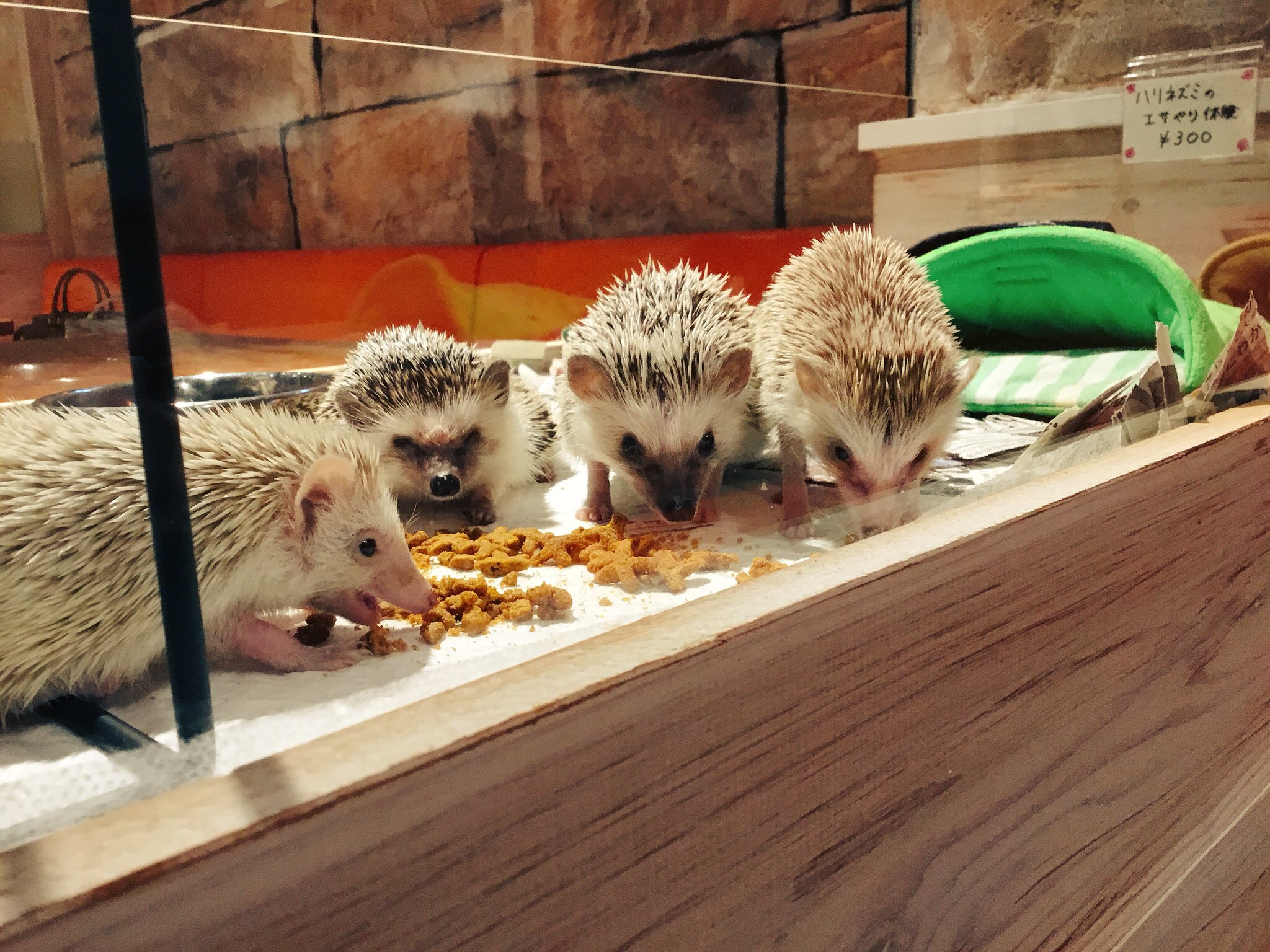 ハリネズミの餌やり体験も!