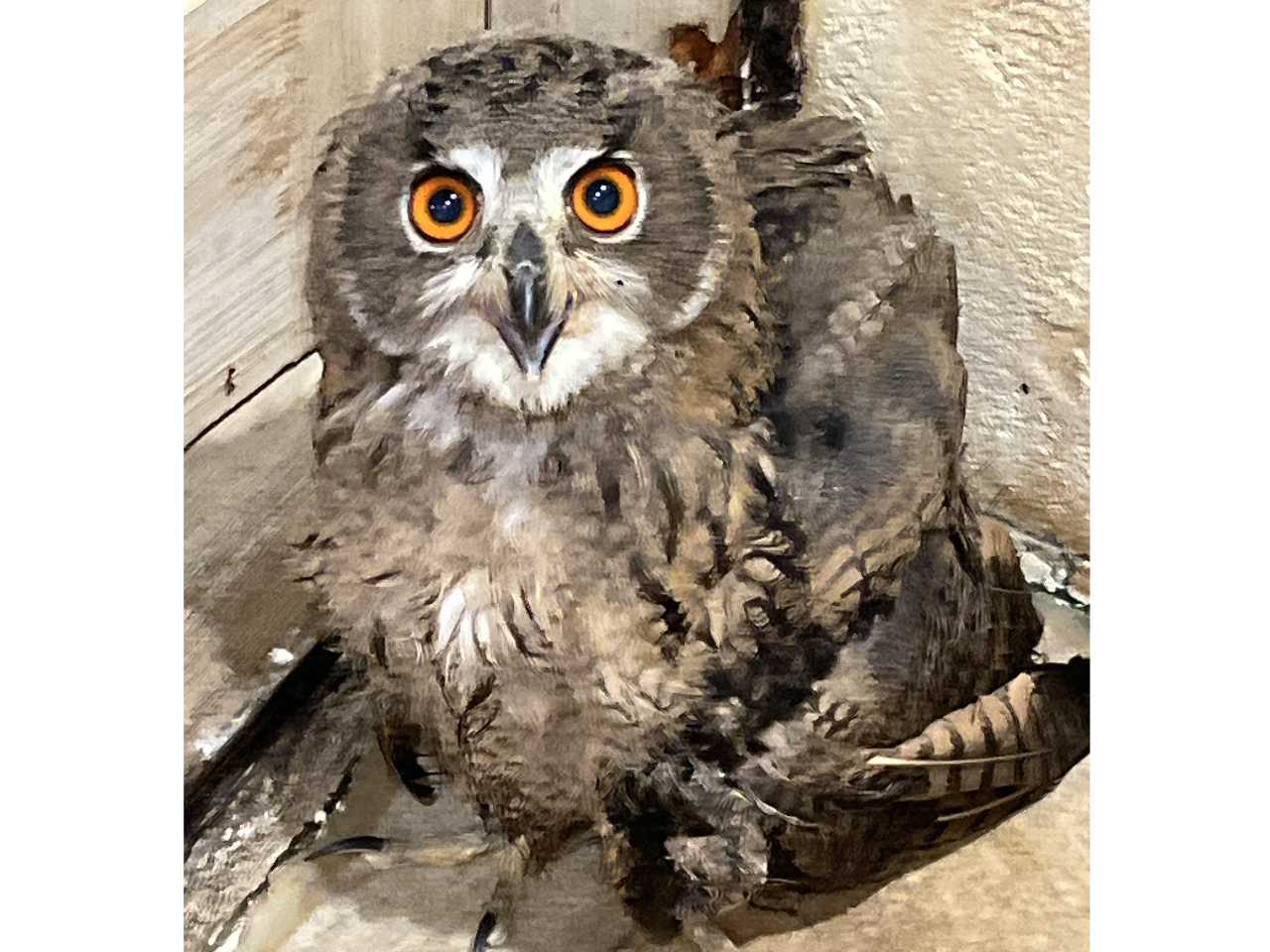 可愛いフクロウたち!