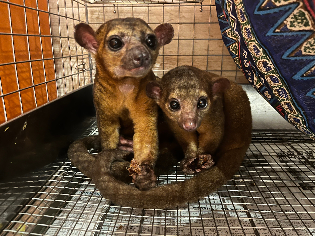 �L���J�W���[