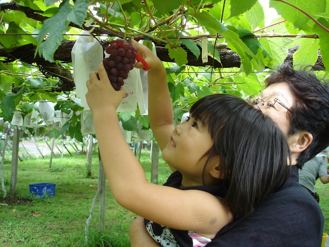 【お盆期間限定!】\子育て世代に嬉しい3才以下無料/種無しで食べやすい♪食べ比べ...