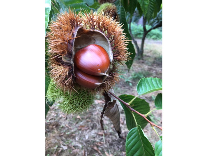 ⑥⓪自宅で栗拾い☘️無農薬生栗★自宅で栗拾い★阿蘇山天然水使用★朝採り発送 ❻⓪あず様スペシャルセット☆無農薬生栗☆毬栗☆自宅で栗