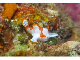 黄金崎ビーチにはアイドルがたくさん!