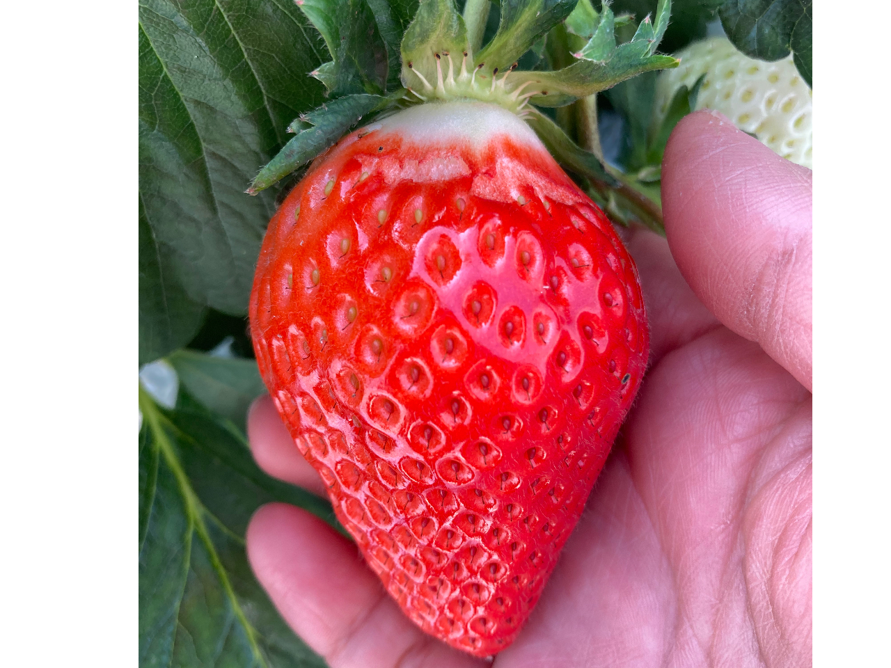 Â䕂̓́Aw^̉܂Ő^ԂȂ̂łɎ̏̕ЂъĂ̂̍ۂ͐TĂ݂Ă(*^^*)