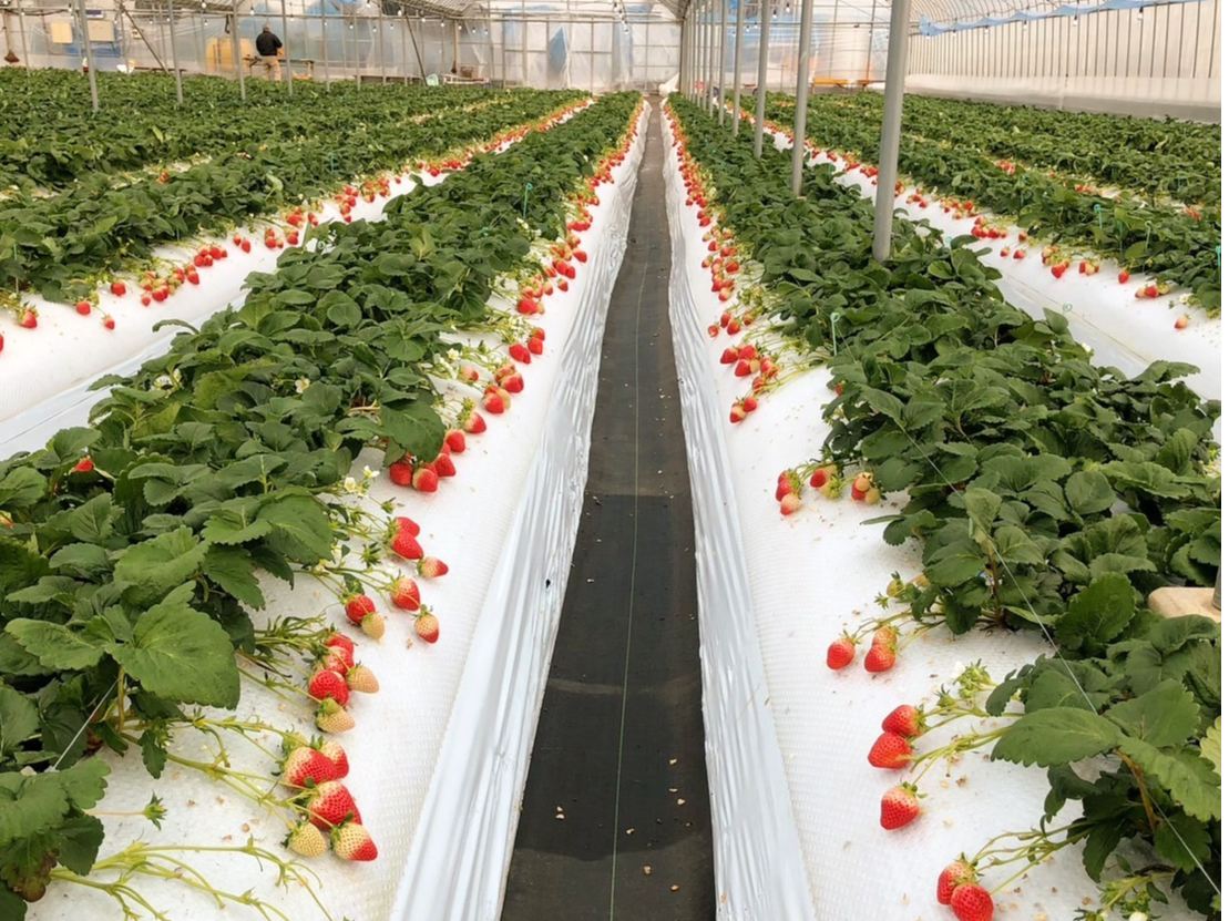 gnEX̒ł̂i2ނƏȂłAɂčĂ܂Iu̎q䕂HׂȂłvƃ}}񂩂D]łII