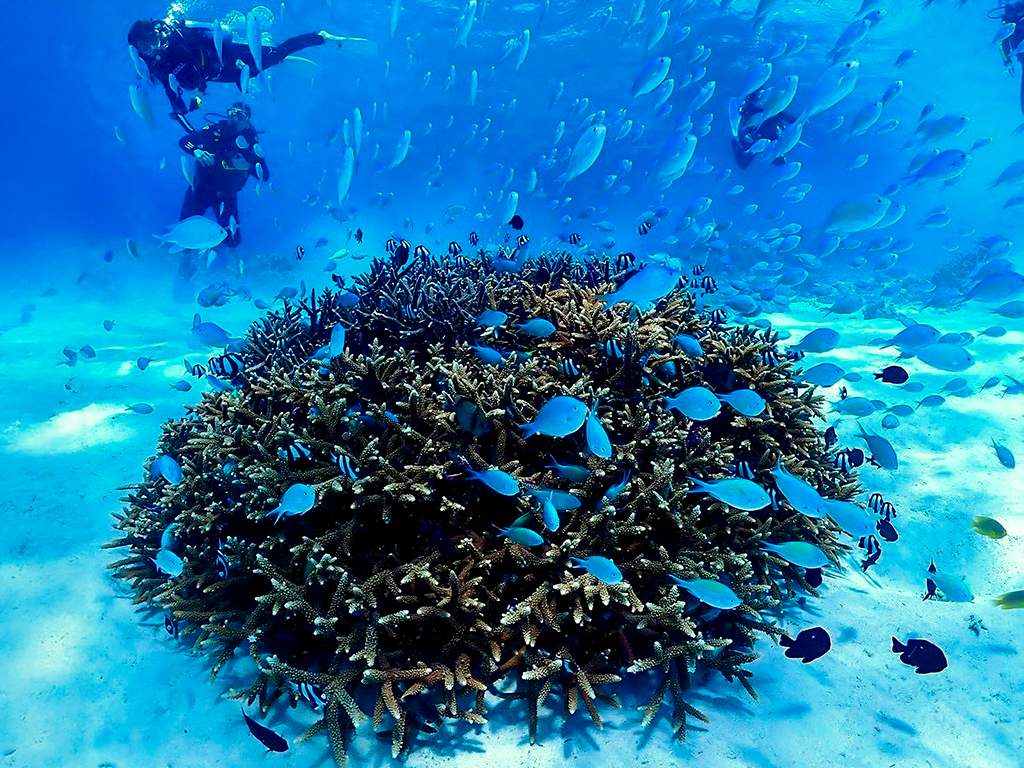 Ԗ̔TSʂƔMыɖVm[PǑ