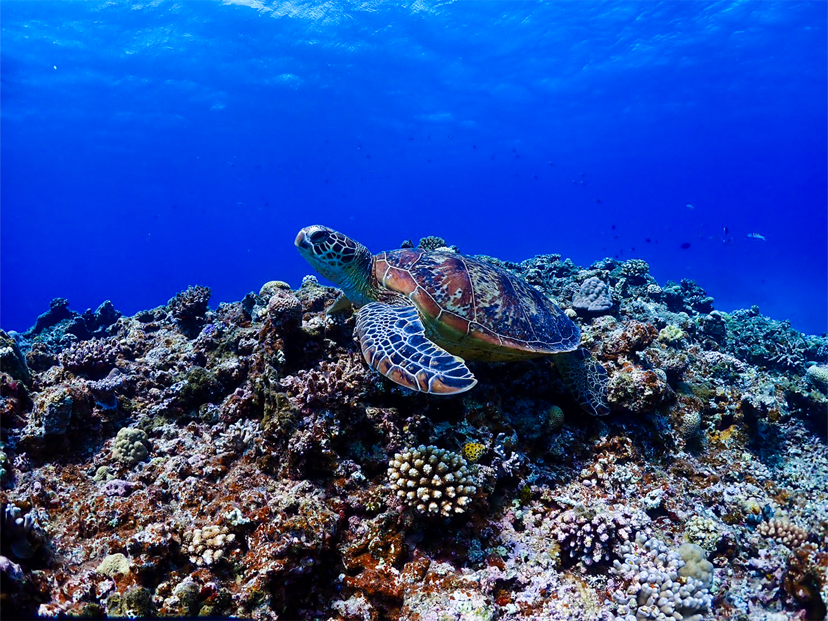 SɎc_CrO͂v܂BЂCyɂ⍇B