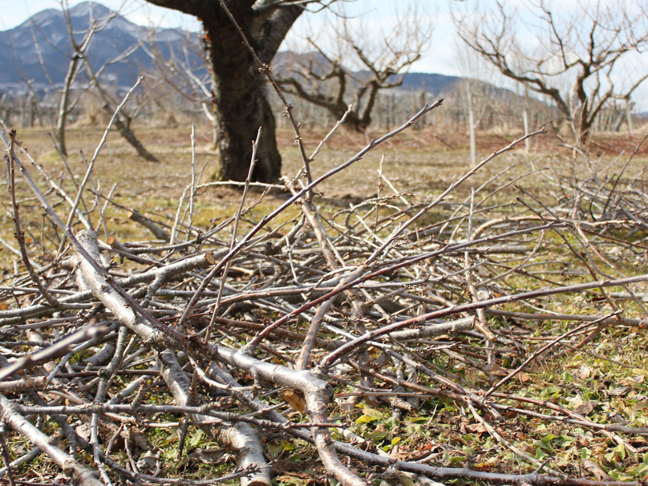 `bvƂȂ͖̂k̃t[cƌĂ΂X암̃t[c̎}łB