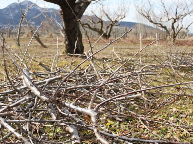 燻製チップとなるのは北のフルーツ王国と呼ばれる青森県南部町のフルーツの枝です。