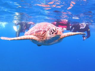 午後はウミガメ探しのシュノーケリング!