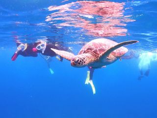 ウミガメがいたぞー!