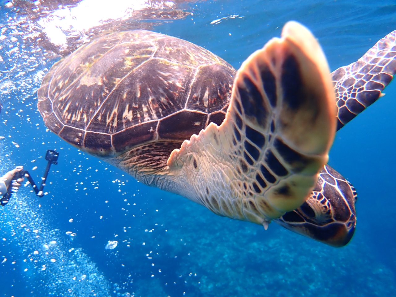 �ڂ̑O���E�~�K�����j�����Ƃ��I