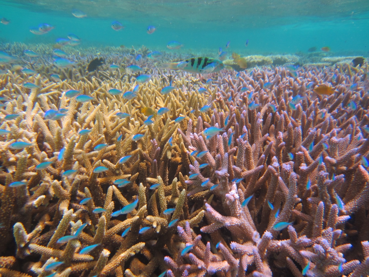 �L���C�ȃT���S�Ƌ����҂��Ă܁[���I