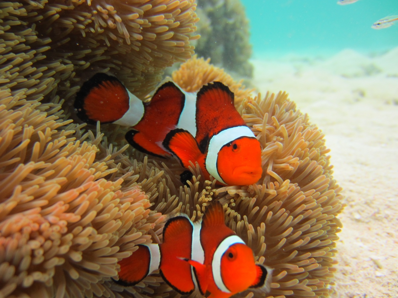 ���킢���J�N���N�}�m�~�ɂ����I